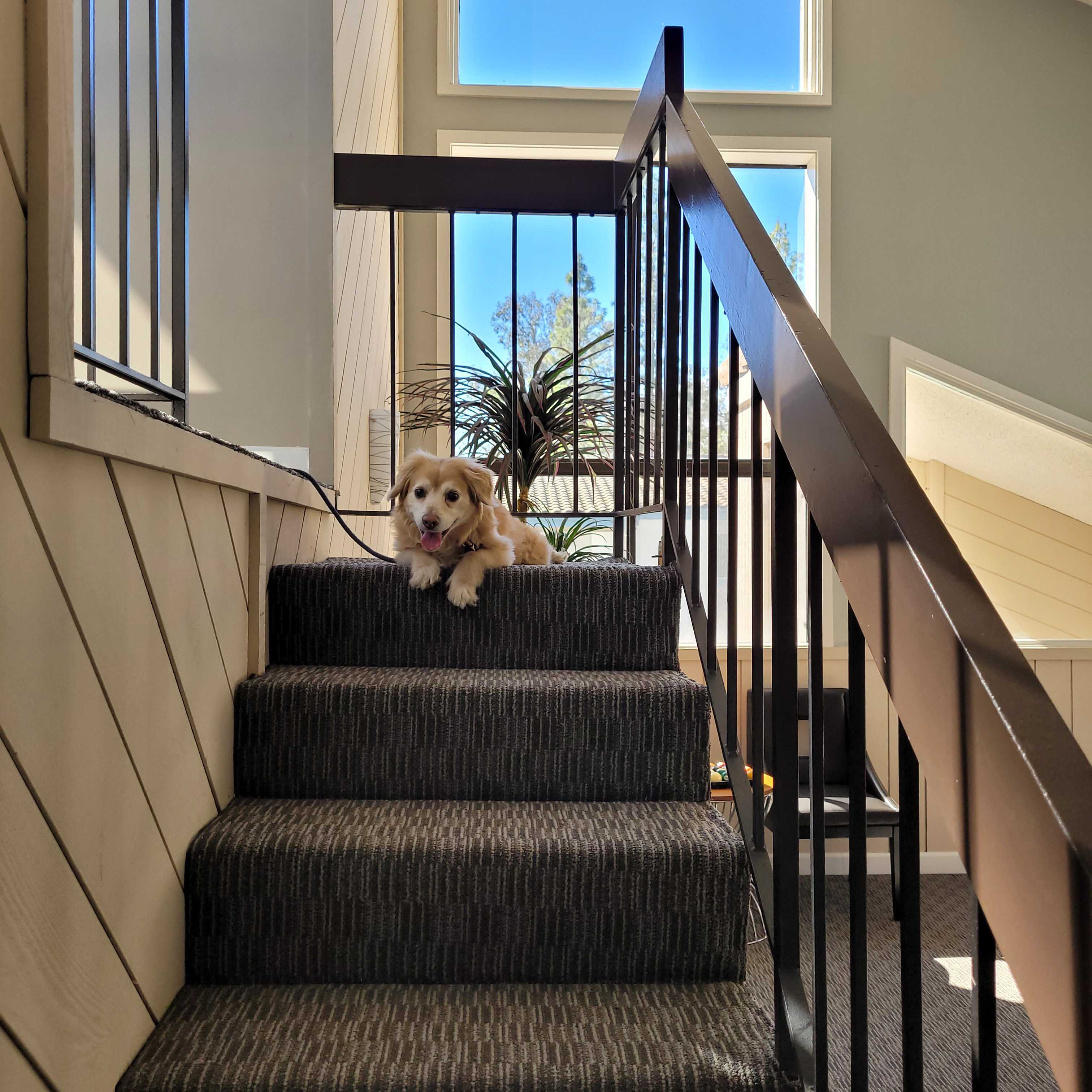 Happy dog inside community center on steps